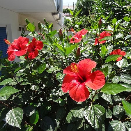 Michalis Studios & Apartments Kos Exterior photo