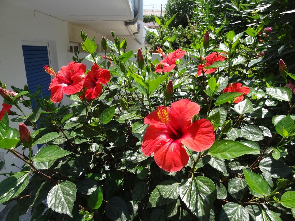 Michalis Studios & Apartments Kos Exterior photo